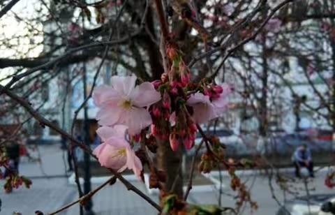 До 11° тепла: Яку погоду синоптики прогнозують на початок весни на Закарпатті