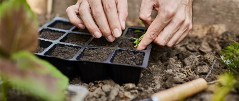 Коли садити город: як вибрати найкращий час, щоб отримати рясний урожай