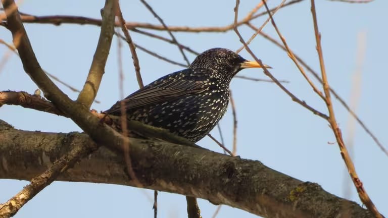 В Ужанський нацпарк повернулися шпаки: весна прийшла