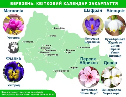 Коли і де на Закарпатті можна влаштувати квіткову фотосесію
