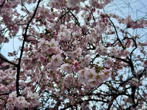 У Мукачеві буйно квітне “шалена” сакура