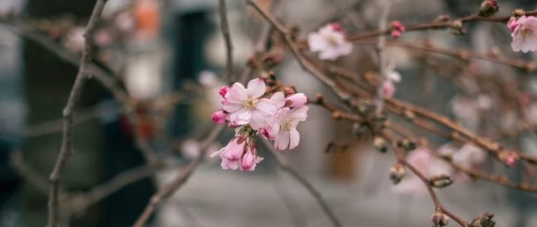 Цього тижня на Закарпатті синоптики прогнозують сонячну та прохолодну погоду