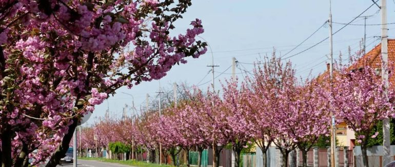 У Мукачеві розквітає найдовша на Закарпатті алея сакур