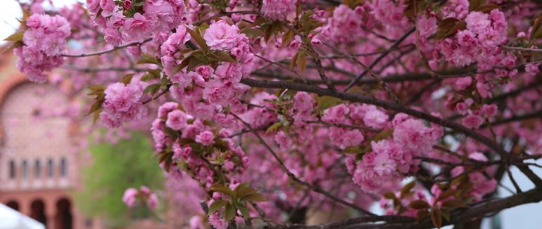 Сакура фест 2025 в Ужгороді (Програма)