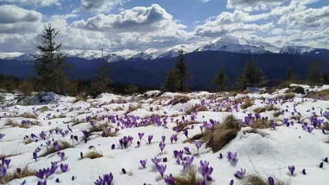 На засніжених схилах Карпат квітнуть шафрани Гейфеля