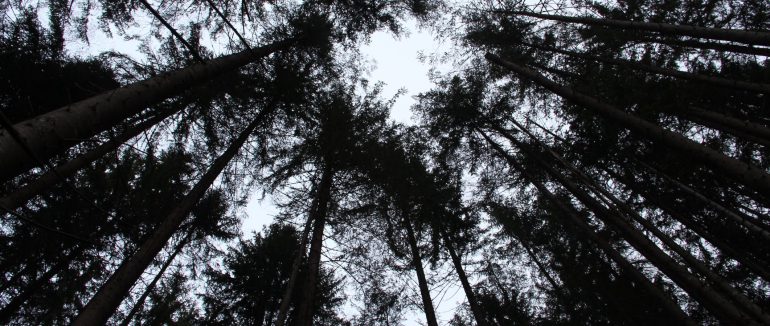 У горах на Закарпатті за сезон врятували вже 70 туристів