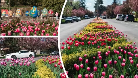 Не сакурами єдиними: в Ужгороді розквітли тюльпани