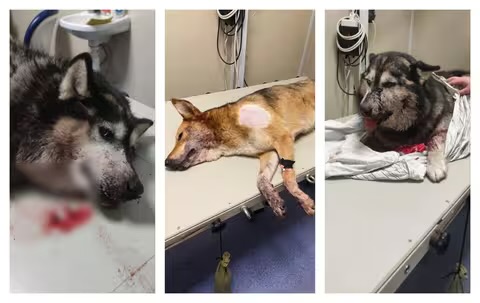 У Поляні невідомий постріляв безпритульних собак, тварин рятували лікарі з Мукачева