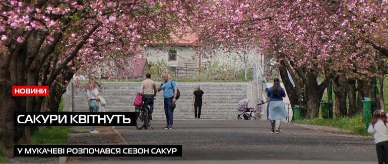 Мукачево в рожевому цвіті: у місті розпочався пік сакурового сезону (ВІДЕО)