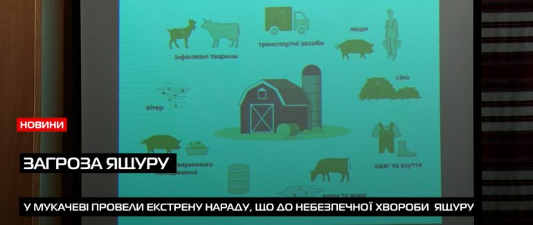 Небезпека ящуру: у Мукачеві провели екстрену нараду (ВІДЕО)