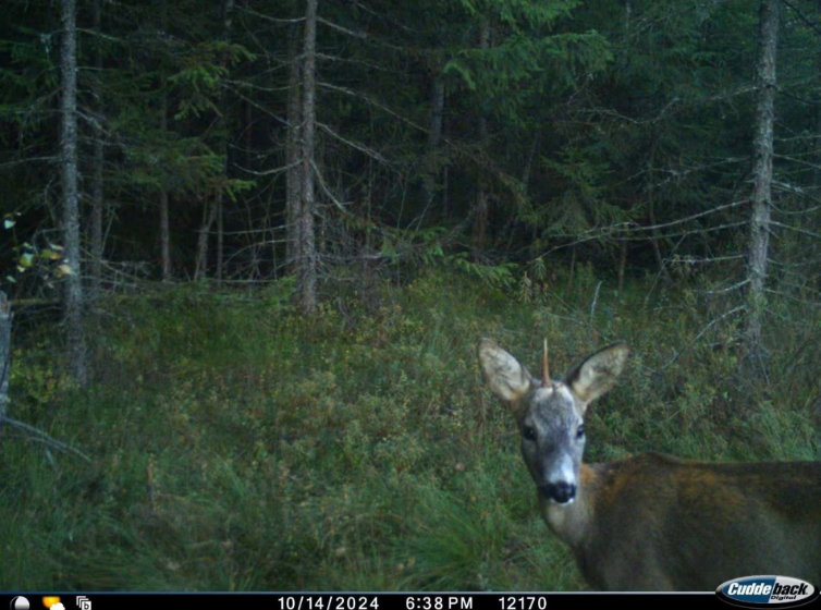 Карпатський єдиноріг: у національному парку на межі Закарпаття та Львівщини показали рідкісне явище