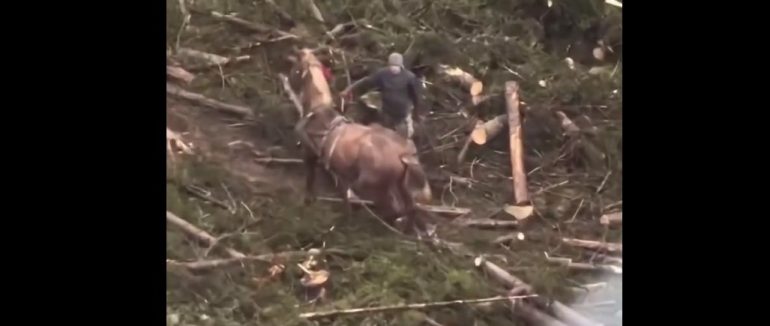 На Буковелі 34-річний закарпатець знущався з коня, справою займається поліція