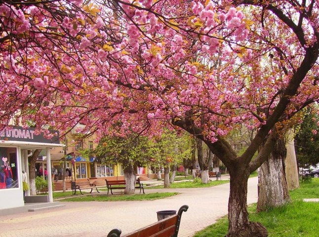 На вихідних в Ужгороді буде перекрито кілька вулиць для авто