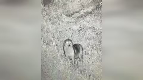 Прикордонники зафільмували сірого вовка, який гуляв біля кордону