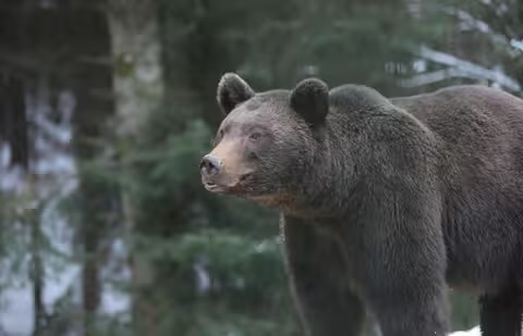 Біля українського-румунського кордону на Закарпатті прикордонники помітили ведмедя