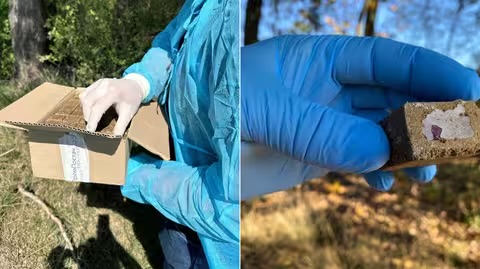 На Закарпатті розпочали пероральну вакцинацію диких тварин проти сказу