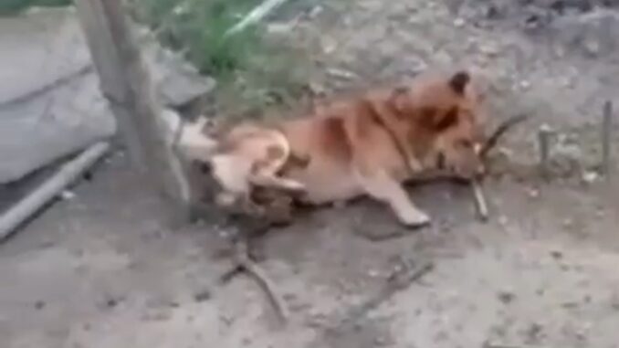 На Хустщині чоловік забив собаку палицею