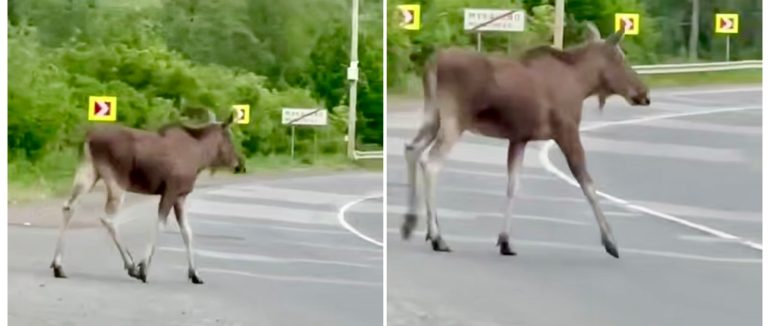 На околиці Мукачева помітили лося