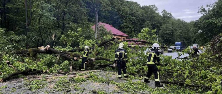 На Берегівщині буревій повалив дерево на автодорогу, перекривши проїзд