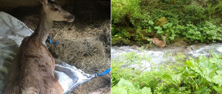 На Закарпатті прикордонники врятували косулю