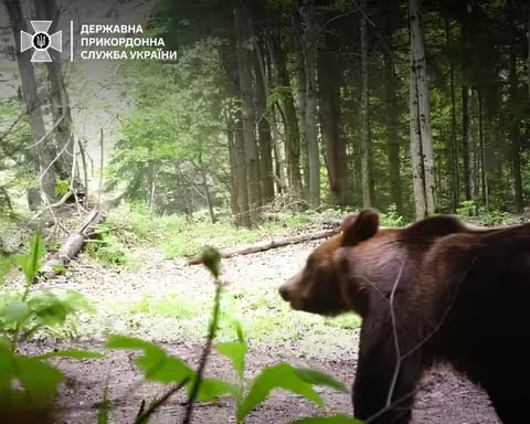 Прикордонники зафіксували ведмедя біля кордону та нагадали про небезпеку