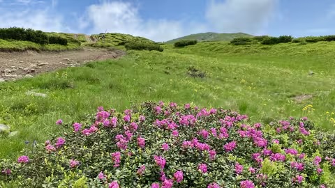 На високогірʼї Карпат розквітла «червона рута»