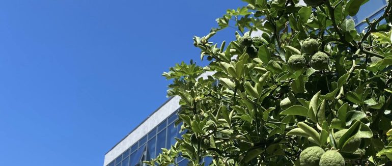 Біля ЦНАПу у Мукачеві знову зацвів тернистий лимон