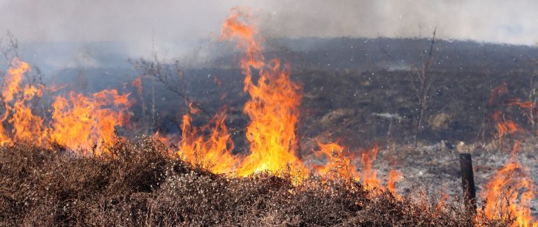 Вчора на Закарпатті пожежі знищили понад 7 га сухої трави та чагарників