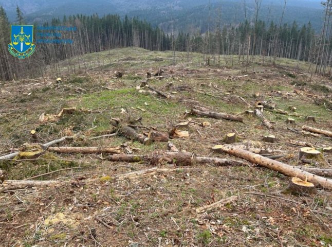 Масштабна вирубка лісу: посадовця підозрюють у службовій недбалості