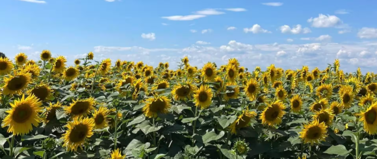 Спека повертається: цього тижня на Закарпатті прогнозують теплу та сонячну погоду
