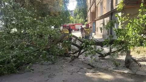В Ужгороді на набережній Незалежності впало дерево