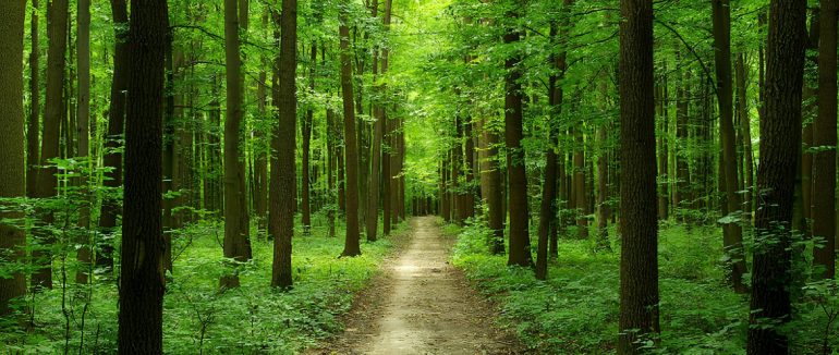 На Мукачівщині у лісі зник 69-річний місцевий житель