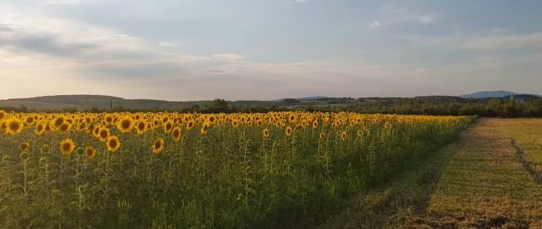 Закарпатське насіння соняшника: користь без меж