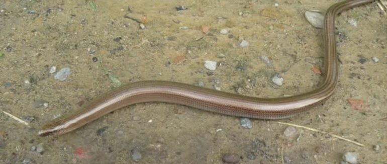 Це не змія, хоча дуже схожа – в Ужанському нацпарку розповіли про корисних безногих ящірок