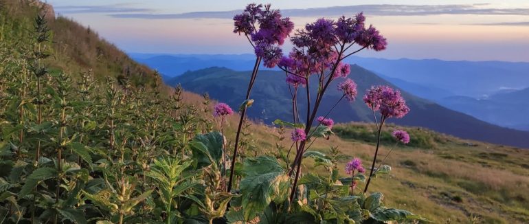 Мінлива літня погода: на Закарпатті прогнозують теплий тиждень з короткочасними опадами