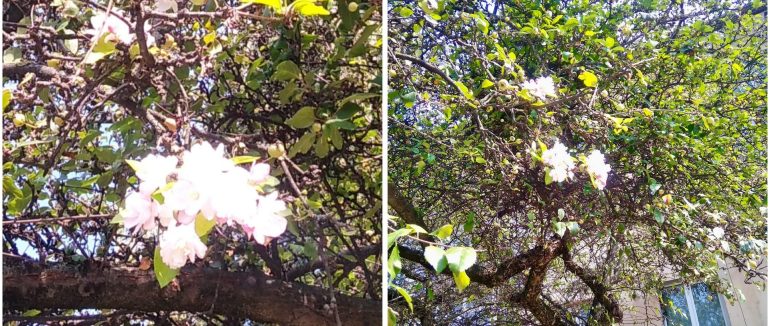 На проспекті Свободи в Ужгороді зацвіла яблуня