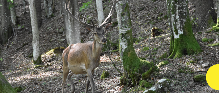 У національному парку «Синевир» розпочався рев благородних оленів