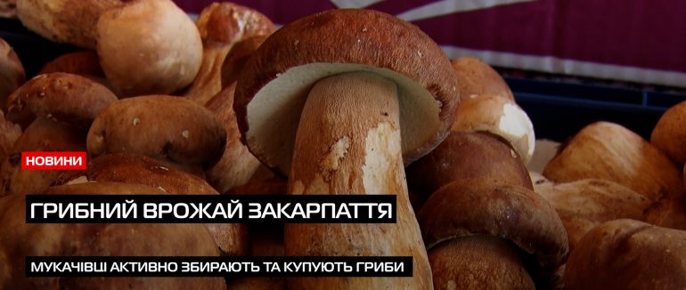 Ціни на гриби 2025: яка ситуація на ринку Мукачева (ВІДЕО)