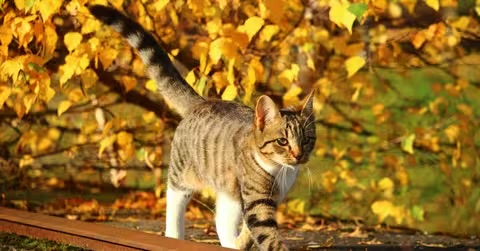 Синоптики прогнозують на Закарпатті теплі вихідні, без дощу