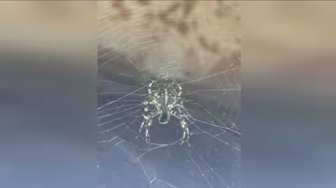 Павук-хрестовик у Карпатах: охоронець садів і майстер павутини