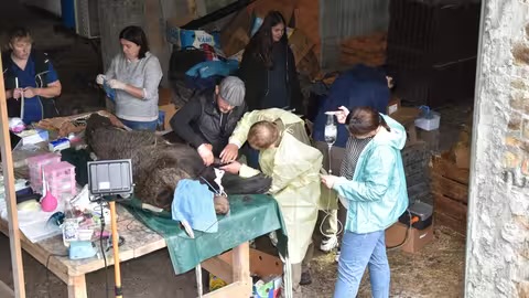 Ведмедям з реабілітаційного центру “Синевир” влаштували медогляд