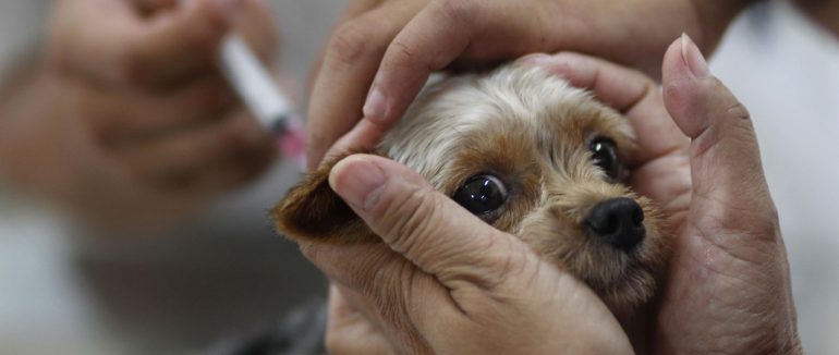 Профілактика сказу: на Виноградівщині проведуть масову вакцинацію котів і собак