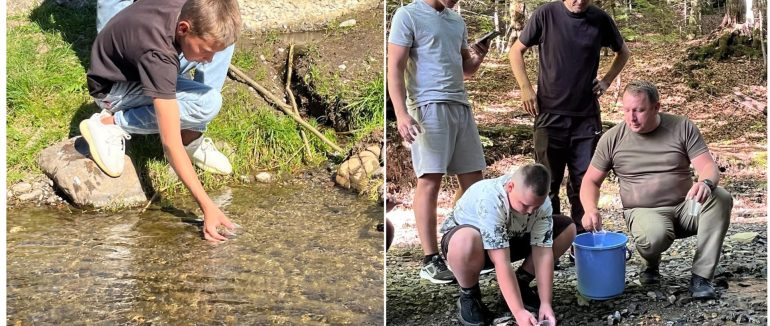 У гірські річки на Ужгородщині випустили понад 24 тисячі мальків струмкової форелі