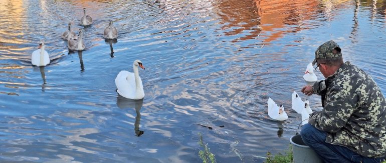У селі Велика Добронь дикі білі лебеді стали звичними гостями – їдять з рук та приводять потомство