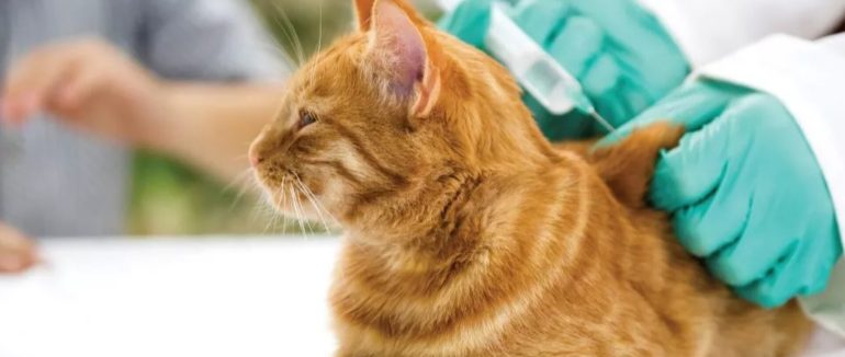 У Мукачеві стартувала безкоштовна вакцинація домашніх тварин від сказу