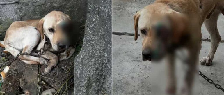 Жорстоке поводження із лабрадором на Берегівщині: прокурором повідомлено про підозру власнику тварини