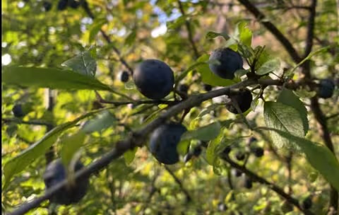 У Карпатах достигає терен – дика слива з колючим характером