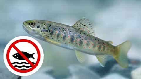 На Закарпатті заборонили вилов струмкової форелі на період нересту