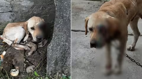 На Берегівщині чоловік привʼязав собаку до мототрактора і тягнув польовою дорогою