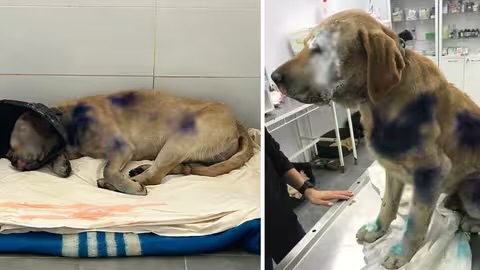 Собака, над яким познущався господар на Берегівщині, одужує